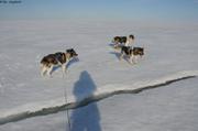 412 Chiens perplexes devant fracture