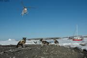 464bis Arrivee equipe et depart chiens