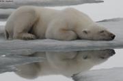 487 Sieste apres festin