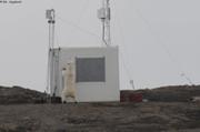 501 Ours cabane