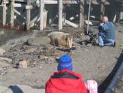 031 Morse Longyearbyen 2
