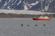 042 Eiders et Vagabond