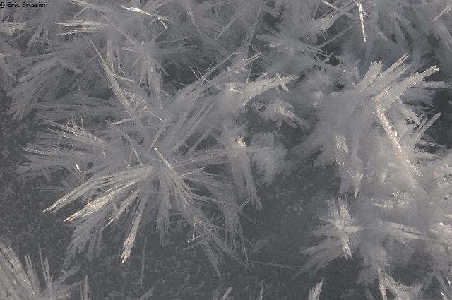 459 Fleur de glace