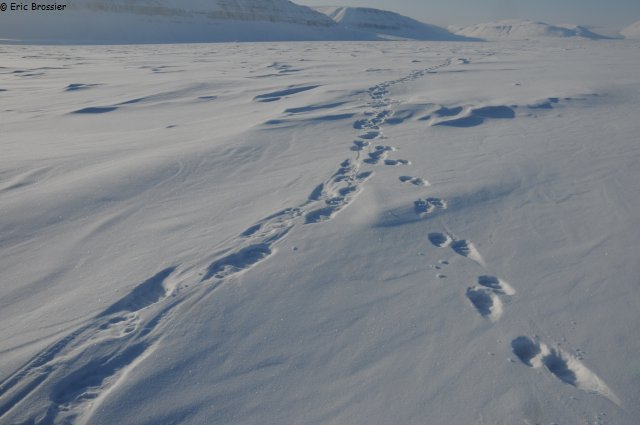 460 Traces ourse et ourson
