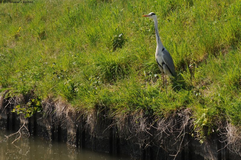 068 Heron curieux