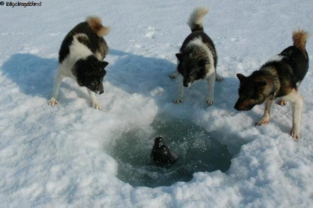 http://vagabond.fr/Images/Spitsberg2005/144_3_chiens_observent_phoque.jpg