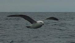 Les fulmars nous accompagnent