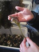 Choix des echantillons d algues