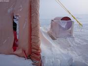 Ours dechire la tente du camp de glace