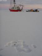 Crottes de lievre arctique sur la banquise