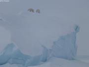 Couple d ours sur iceberg