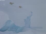 Male apres femelle ourse sur iceberg