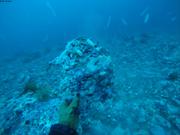 Coralline at pH site October 7 2019
