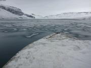 Jeune banquise au fond du fjord Adams Sound