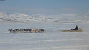 20200427f Traineau a chiens Arctic Bay ©EB