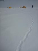 Traces de lemming au sommet de la calotte glaciaire de Devon©EB