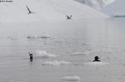 Les plongeurs intriguent les goelands groenlandais