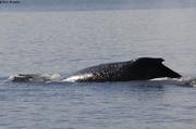 Baleine a Akunap Sarqa