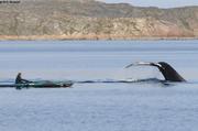 Baleine sonde devant kayak
