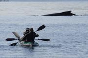 Apneistes approchent baleine