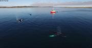 Vagabond et son kayak approchent deux baleines a bosses