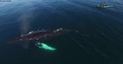Baleine et kayak depuis drone