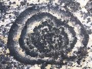 Cercles de lichen