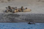 Groupe de morses dans Walrus Fiord