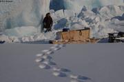 Collecte de glace et traces d ours