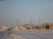 Corbeaux a la decharge d Iqaluit