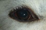 Oeil d ours