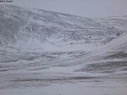 Troupeau de boeufs musques dans fjord Muskox