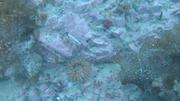 Coralline mince anemone agarum sud-est ile Devon ©EB