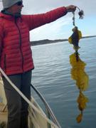 France remonte kelp avec l'ancre ©EB