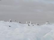 Mouettes sur iceberg ile Devon ©EB