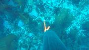 Drop camera kelp agarum ©EB
