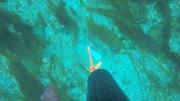 Drop camera kelp2 ©EB