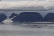Phoque barbu sur glace fjord du Cap Sud ©EB