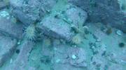 Belle coralline anemones et etoile de mer pres de Grise Fiord ©EB