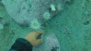 Collecte coralline ©EB