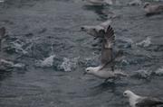 Fulmars decollage fjord Starnes ©EB