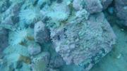 Belle coralline et anemones ©EB