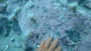 Coralline ancienne et anemones ©EB