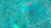 Quadrat kelp et oursins 50cmx50cm Grise Fiord ©EB