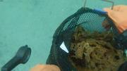 Collecte kelp devant Grise Fiord ©EB