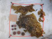 Quadrat en plongee pour collecte kelp et oursins ©EB
