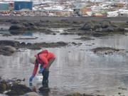France ramasse des clams devant Grise Fiord ©EB