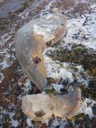 Carcasse de narval pres de Grise Fiord ©EB