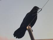 Corbeau curieux sur portique de Vagabond ©EB