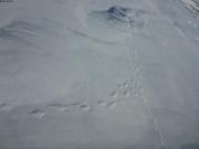 Traces de lemming et de renard au sommet du glacier ©EB